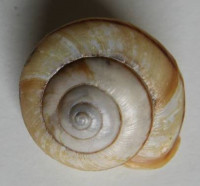 Euhadra senckenbergiana , Pilsbry, 1928